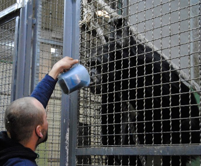 Caldos Calientes Para Los Chimpancés Bioparc Valencia