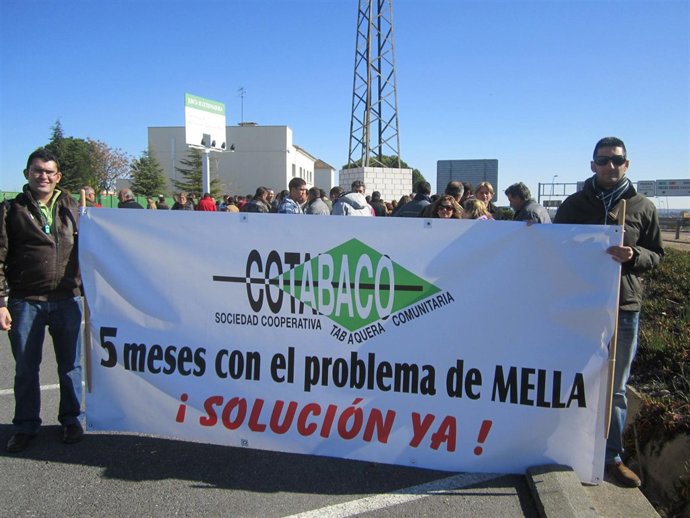 Concentración Tabaqueros