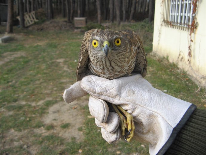 Gavilán Herido Recogido Por Agentes Medioambientales De La Junta