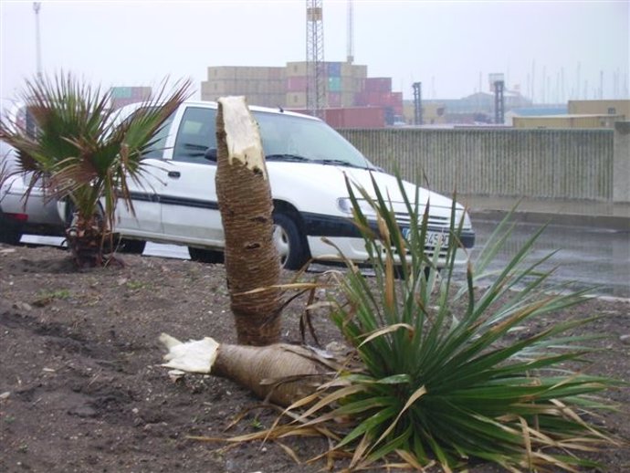 Viento