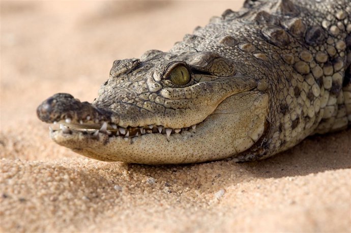 Cocodrilo Del Nilo (Egipto)