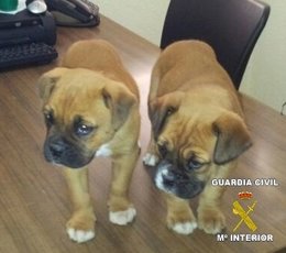 Cachorritos Robados Y Recuperados