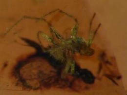Araña Fosilizada En Ámbar De La Cueva De El Soplao