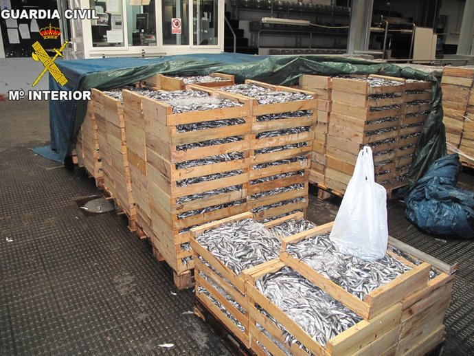 Boquerón Inmaduro Intervenido Por La Guardia Civil