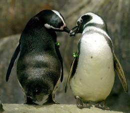 Dos Pingüinos "Enamorados"