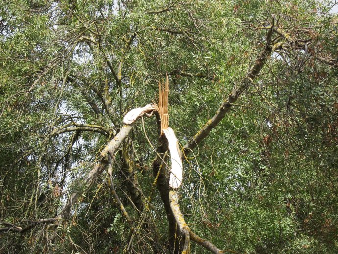 Árbol Tronchado Por El Temporal, Viento, Daños, Árbol Partido, Vendaval
