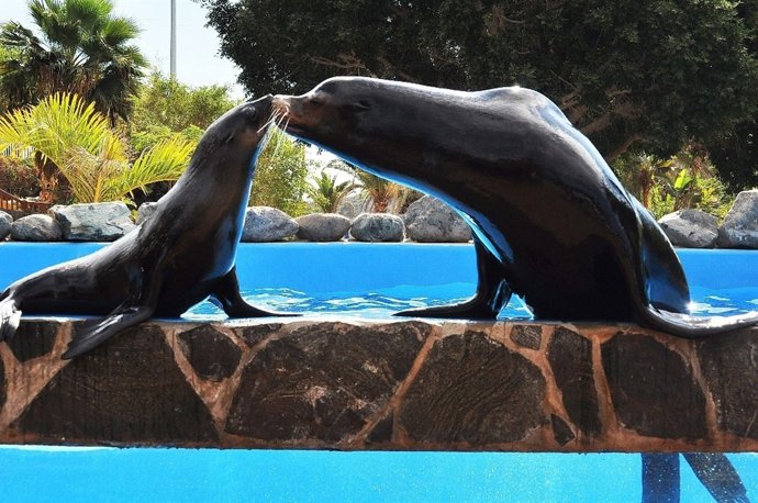 Leones Marinos En Aqualand Maspalomas Gran Canaria