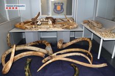 Colmillos Recuperados Del Museo Del Mamut