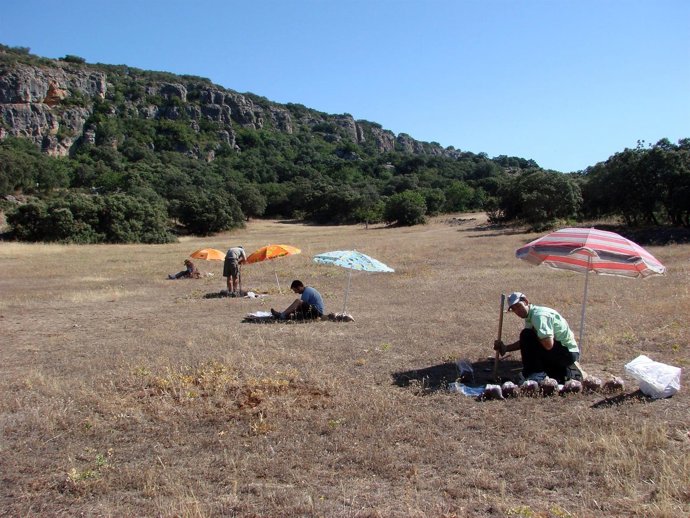 ANÁLISIS DEL SUELO EN EL OLIVAR ANDALUZ