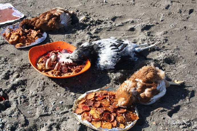 Gallos Decapitados En Un Ritual De Santería