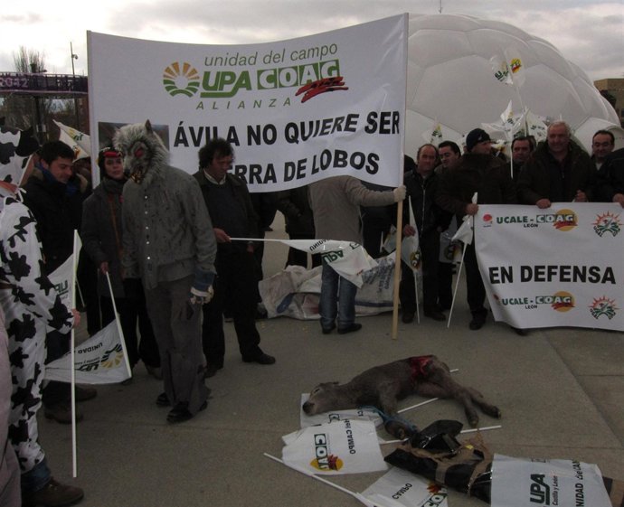 Manifestación De Ganaderos Contra Los Ataques De Lobos