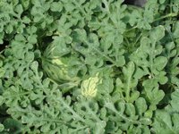 COAG dice que toda la producción de fruta extratemprana y gran parte de la temprana de Cieza se ha perdido