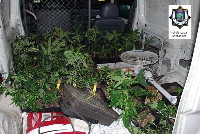 Plantas De Marihuana