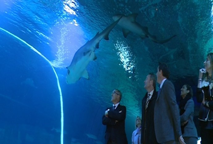 Fabra Entre Tiburones En El Oceanográfico