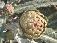 PSOE exige al Gobierno regional que apoye a los agricultores para la contratación de seguros agrarios