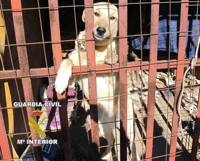 Uno De Los Perros Liberados Por La Guardia Civil