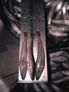 Pescado Inmaduro Intervenido En El Puerto De Málaga