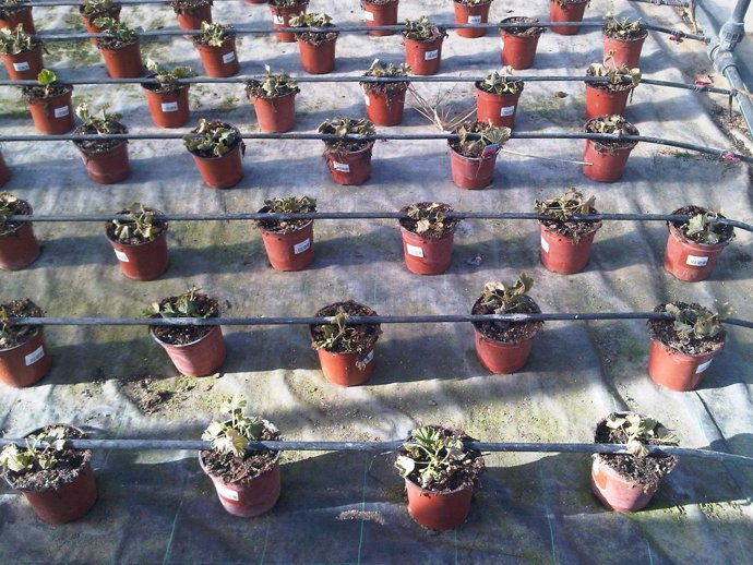 Plantas Y Cultivos Helados