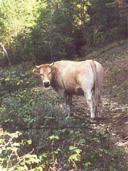 Ejemplar De Vaca Pirenaica Navarra. 