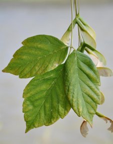 Una De Las Especies Invasoras