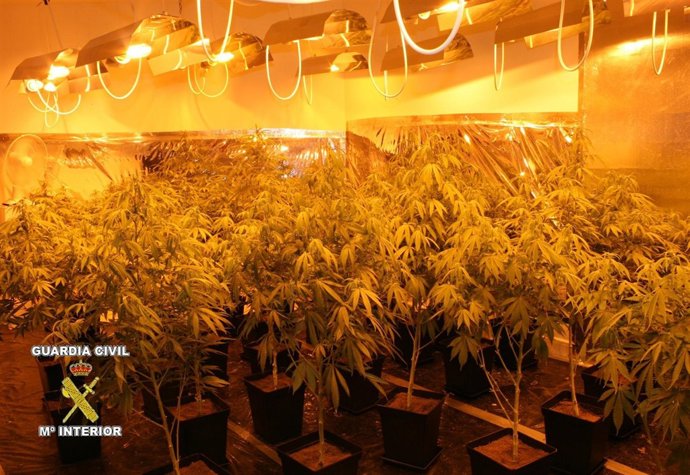 Droga Intervenida En Alfaz Del Pí