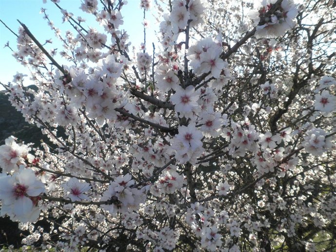 ALMENDRO EN FLOR