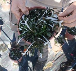 Planta Helada Del Mercado De Flor Y Planta Ornamental De Catalunya