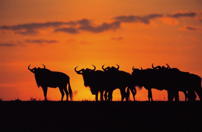 Manada De Ñus En Kenia