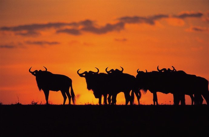 Manada De Ñus En Kenia