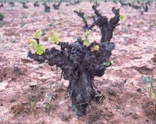 Un Viñedo De Matarromera.