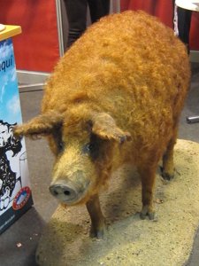 Cerdo Mangalica.