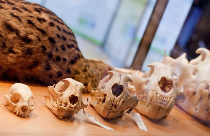 Exposición De Animales En La Casa De La Ciencia