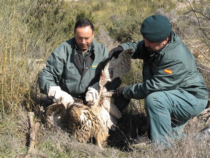 Ejemplar De Buho Real Recuperado Por El Seprona En Almería