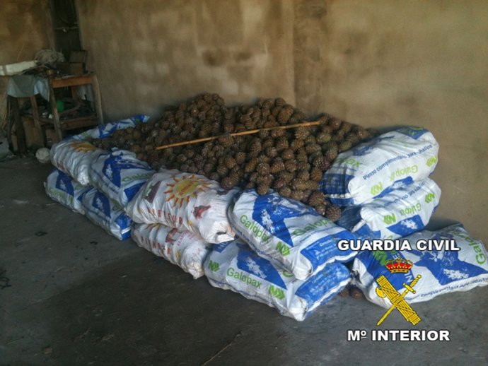 La Guardia Civil Incauta Un Total De 4.500 Kilos De  Piñas. 