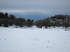 Nieve Caída En La Serra De Tramuntana 