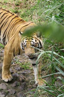 Tigre Rescatado En Riau Por La YPHS