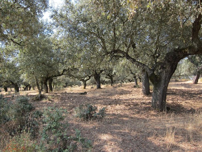 Dehesa Extermeña, Encinas