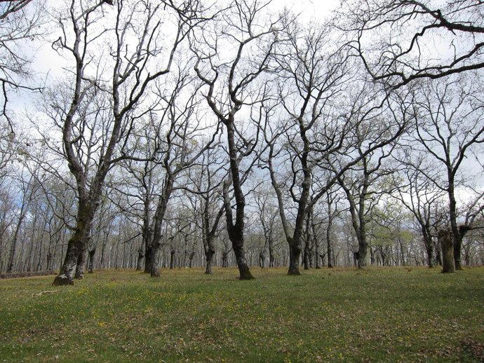 Bosque De Árboles, Robles