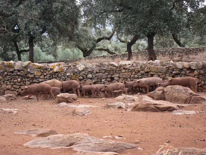 Cerdo Ibérico
