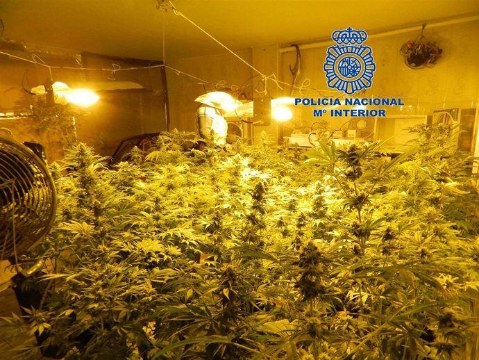 La Policía Nacional Desmantela Dos Plantaciones De Marihuana En Dos Viviendas 
