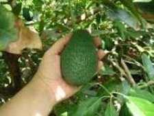 Aguacate