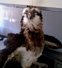 Águila Pescadora Recuperada En El CREA De San Antón