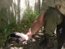 Tortuga Mordedora Americana