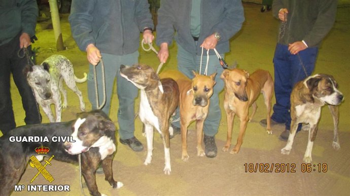 Perros De Caza Intervenidos En Almonte.