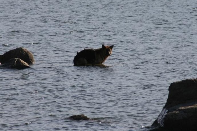 El Perro Rescatada Del Embalse De Valmayor