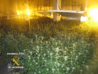 Desmantelado un invernadero de marihuana con 1.546 plantas en Pinos Puentes (Granada), con tres detenidos