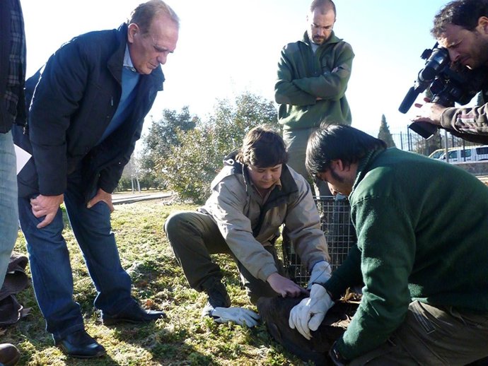 Suelta Del Buitre Negro