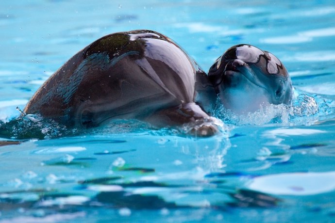 El Delfín 'Ilse' Junto A Su Madre