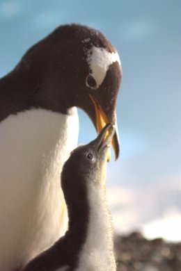 Pingüinos En Faunia