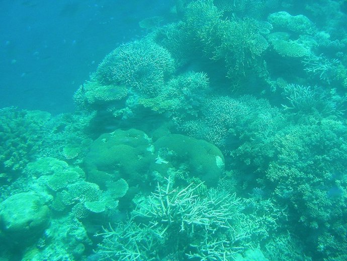 Gran Barrera De Coral